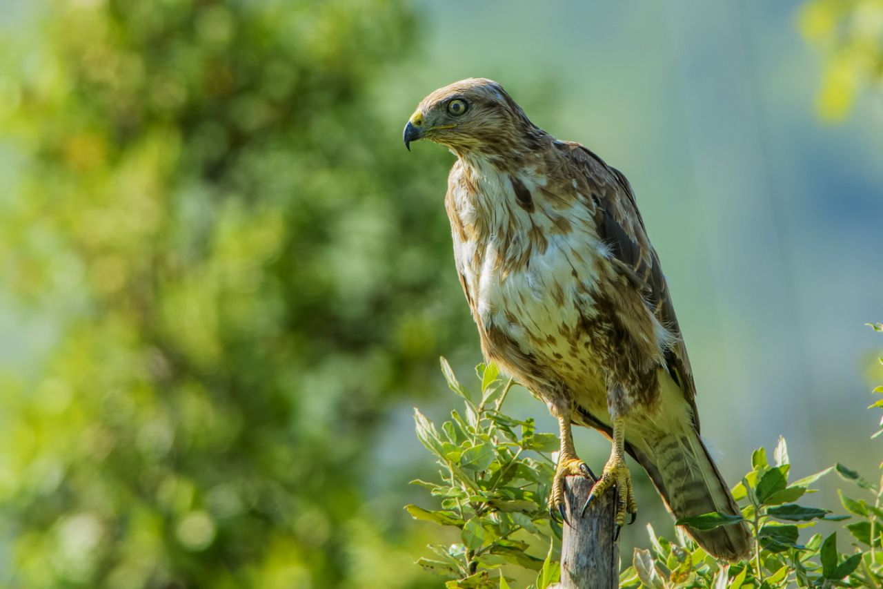 Poiana (Buteo buteo)